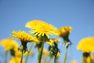 Yellow taraxacum
