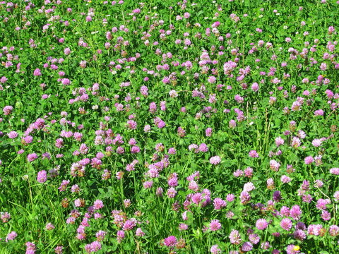 Tr&egrave;fle rose : plante fourrag&egrave;re.