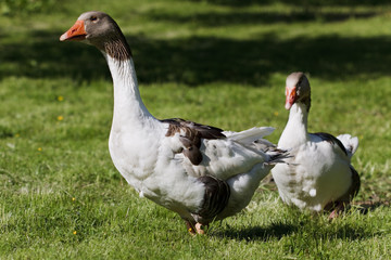 ein altes Paar Gänse