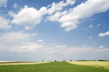 Clover and wheat field in spring