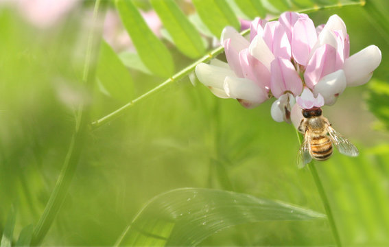 The Buzz About Honey Bee Green Background Stationary