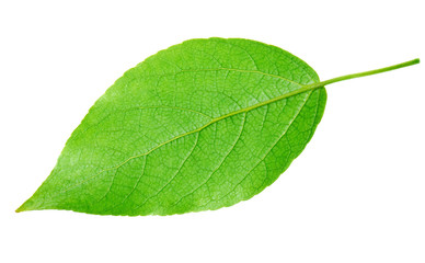 Green leaf