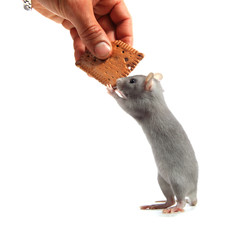 Rat à qui on donne une galette