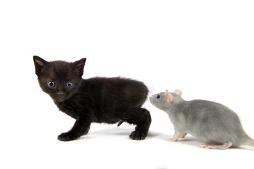 Le chaton et le rat...