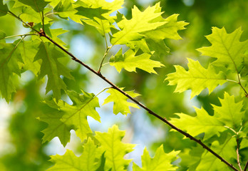 Fresh maple leaves