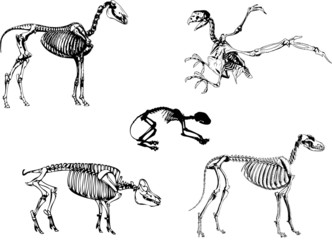 Animals skeleton