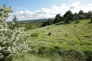 Garrigue dans l'Aude
