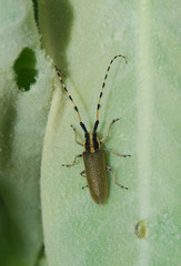 Rosalia