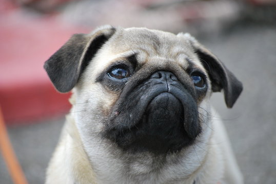 Mops