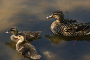 Mothers Love