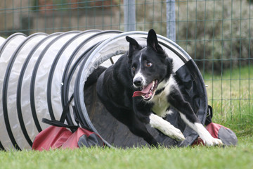 Agility - Mischling im Tunnel / Röhre