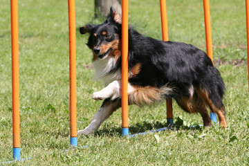 Agility - Australian Shepherd im Slalom