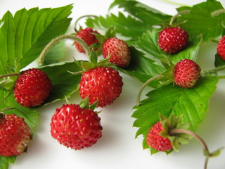 Walderdbeeren mit Blättern