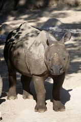 Big young rhino in Tiergarten (Vienna zoo)