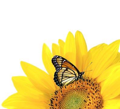 Yellow Sunflower With Butterfly Isolated