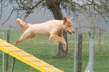 Agility - Mischling beim Laufsteg