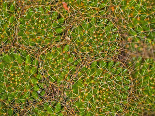 Cactus Macro Textures Ouch