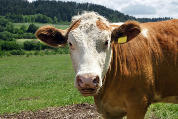 Dairy Cow