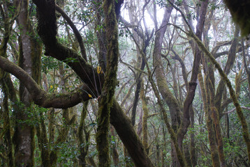Enigmatic garajonay forest.