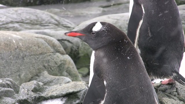 Eselspinguin