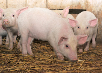 pigs