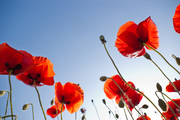 red poppies on sky