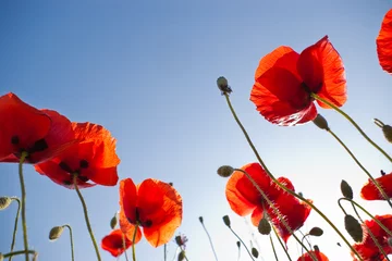 Papier Peint photo Coquelicots red poppies on sky
