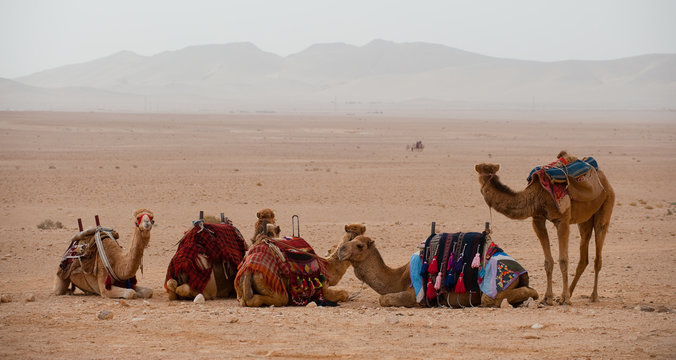 Resting camels in the Syrian desert near Palmyra