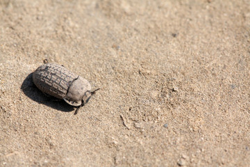 insects