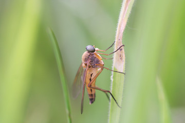 Gemeine Schnepfenfliege