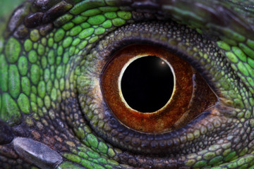 green iguana