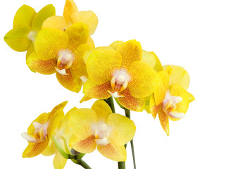 YELLOW BLOOMING ORCHID