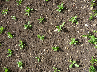 Seedlings Growing