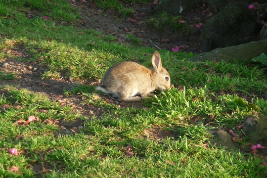 Rabbit In Park