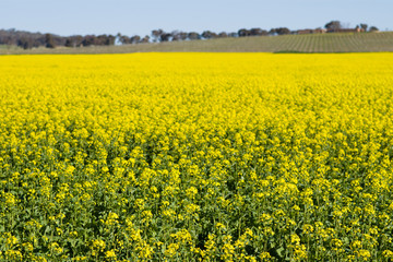 Canola Field