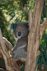 Obraz premium Koala, Australia
