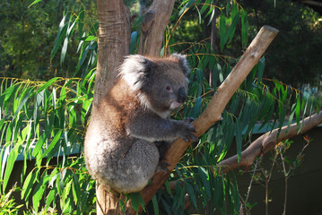 Naklejka premium Koala, Australia