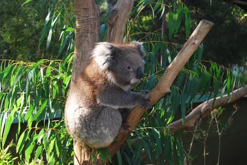 Abwaschbare Tapeten Koala Koala, Australien