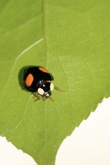 ladybug
