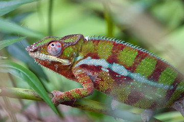 Chameleon