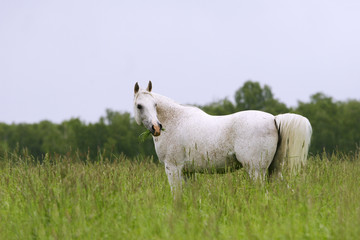 beautiful arab horse on field