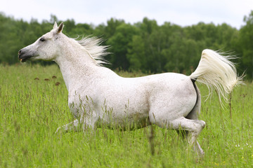 Obraz na płótnie Canvas beautiful arab horse on field