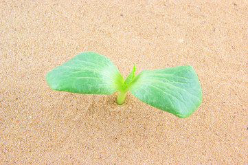 Green plant growing through sand