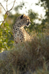Cheetah hunting