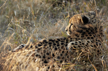 Cheetah hunting