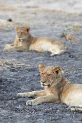 Lions at rest