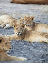 Lions at rest