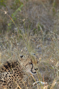 Cheetah hunting