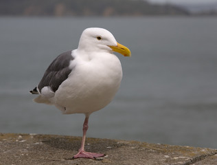 Fototapeta premium Möwe auf einem Bein