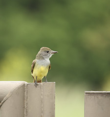 Great Crested Flycatcher
